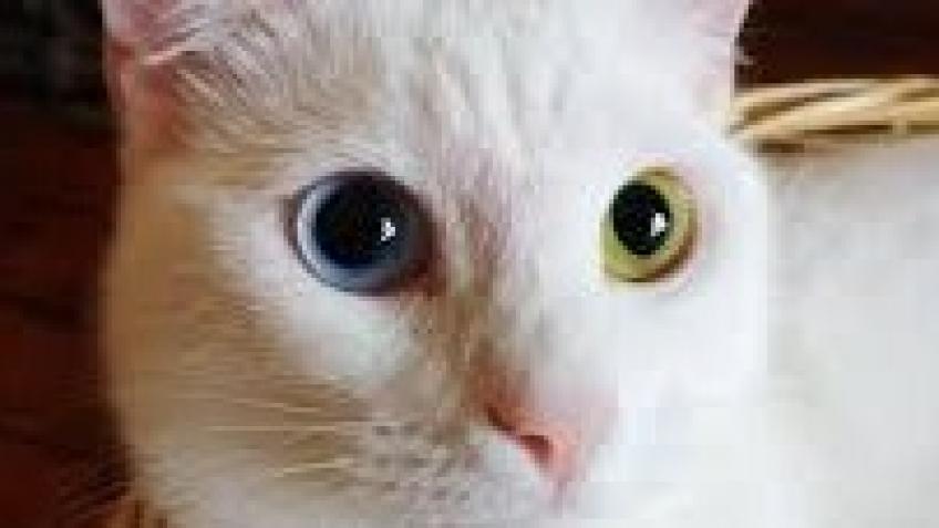Support the animals