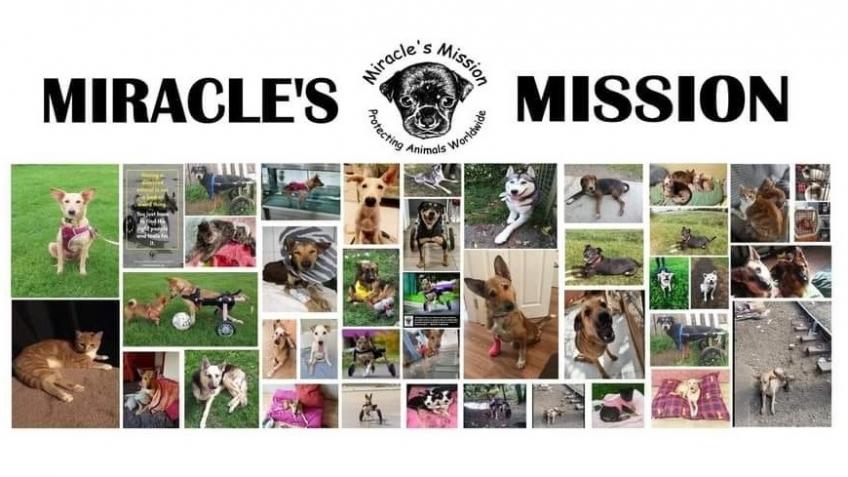 Help Miracle's Mission Enable Disabled Animals