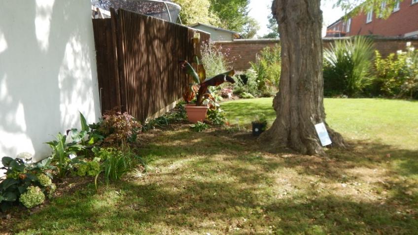 Fern Garden