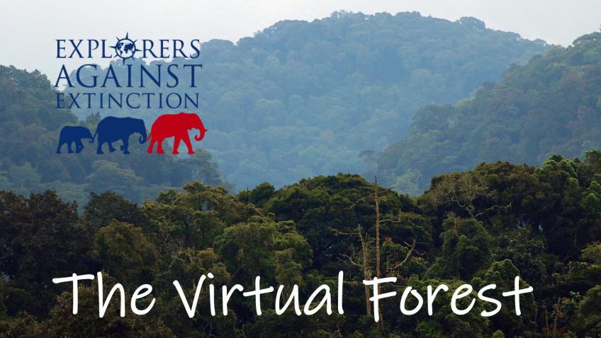 The Virtual Forest