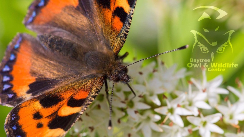 Baytree Native Butterfly House