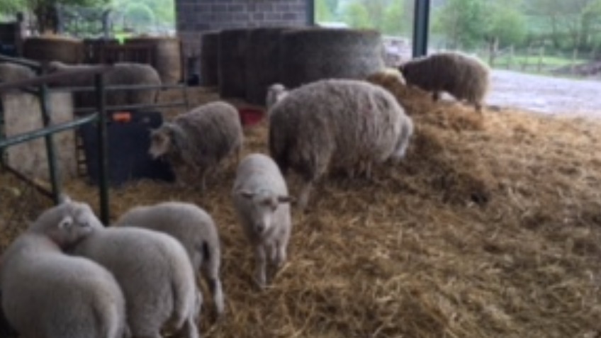 Lady Acorn Farm - National Citizen Service