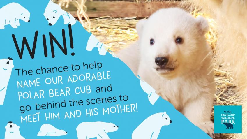 Win the chance to name our polar bear cub! - a Environment crowdfunding project in Kingussie by Edinburgh Zoo Win the chance to name our polar bear cub! - a Environment crowdfunding project in Kingussie by Edinburgh Zoo