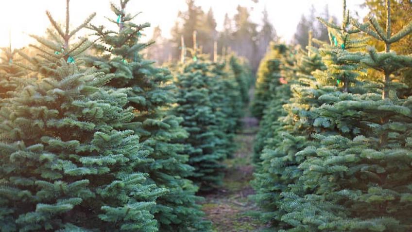 Severnbanks PTFA Christmas Tree Farm
