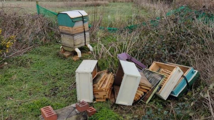 Storm Eunice killed my honeybees. Help me restart