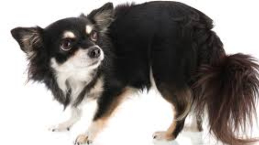 How To Open A Dog Grooming Salon How To Open A Dog Grooming Salon