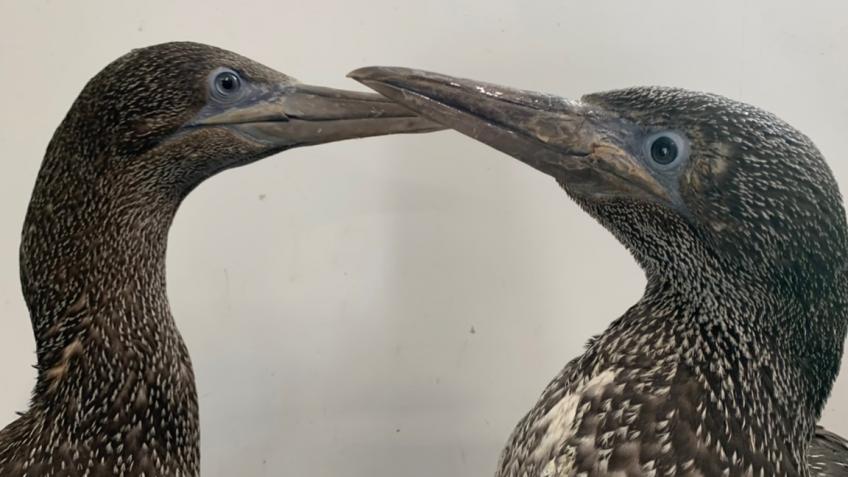 Gannet Clyde’s  surgery to regain eyesight