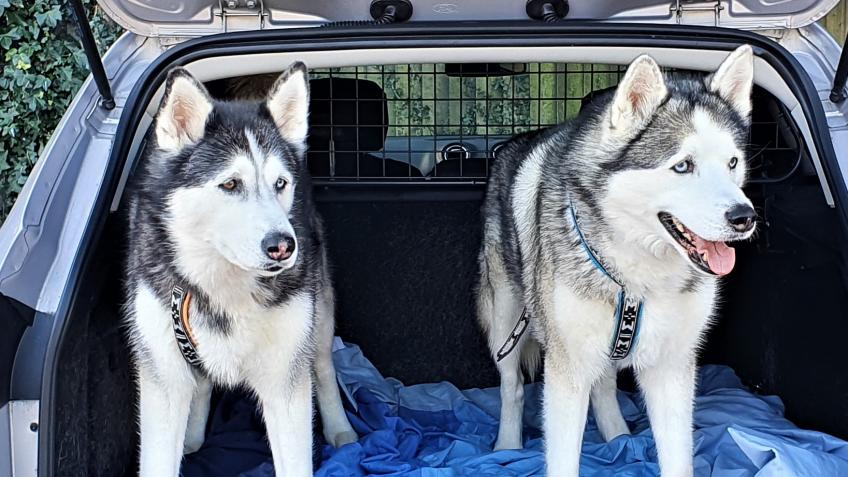 Mya and Kai's Hike for Huskies
