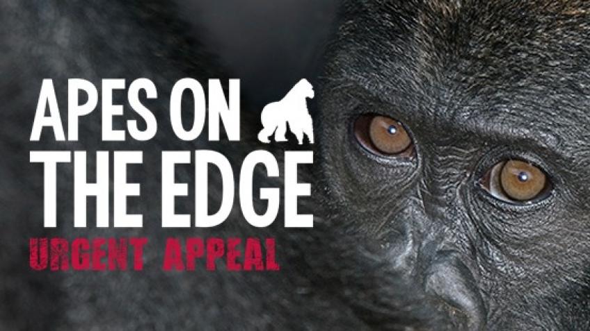 Apes on the Edge - Urgent Appeal