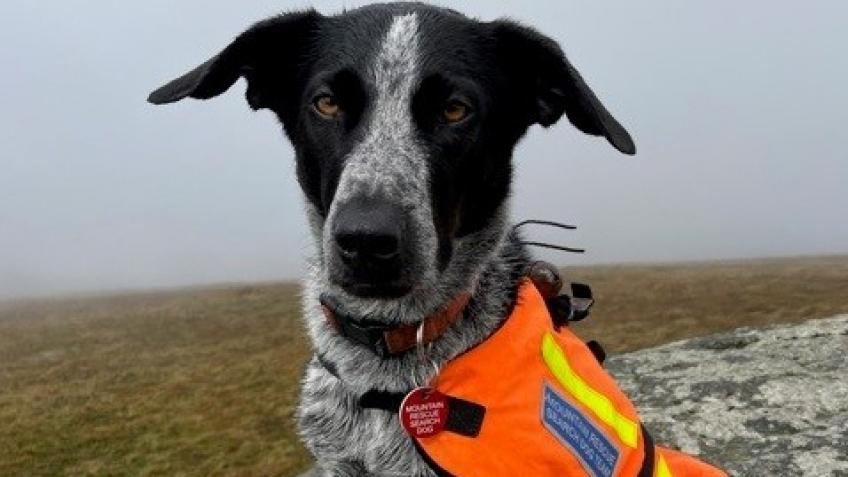 Please help Search Dog Jack get better