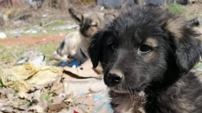 Please help these puppies travel to the U.K.