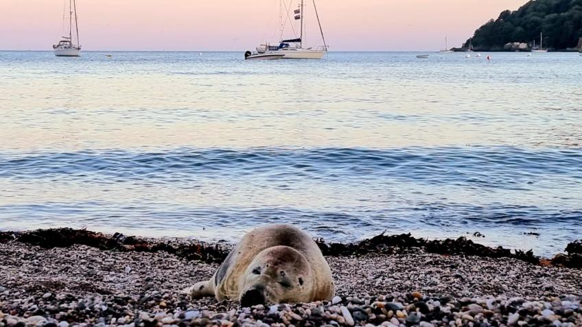 Urgent Spearmint The Seal Fundraiser