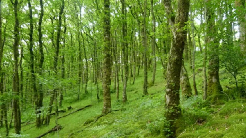 Welsh rainforest reserve
