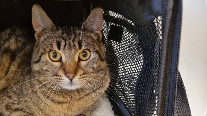 Stray cat Elin is very ill. Please, help him live!
