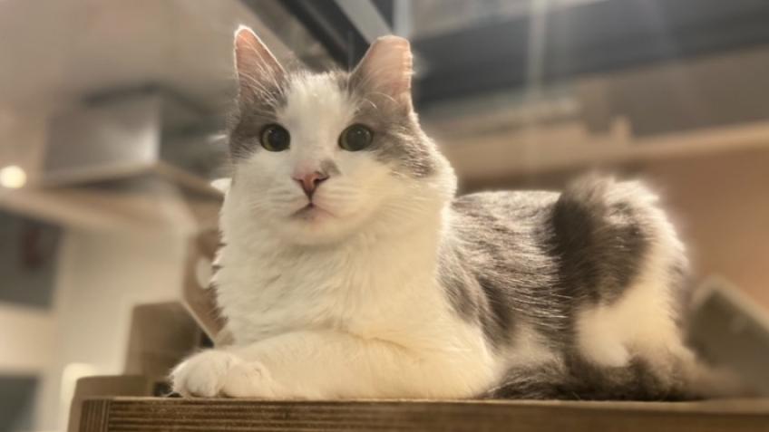 Save our community cat cafe!