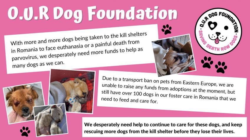 OUR Dog Foundation - a Charities crowdfunding project in London by OUR Dog  Foundation