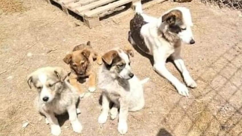 Abandoned Mama&puppies need urgent veterinary care