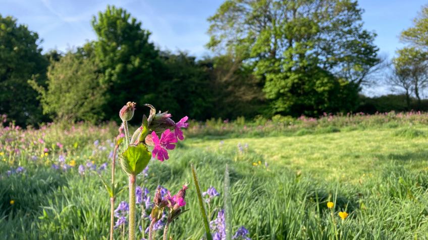 Foxglove Field