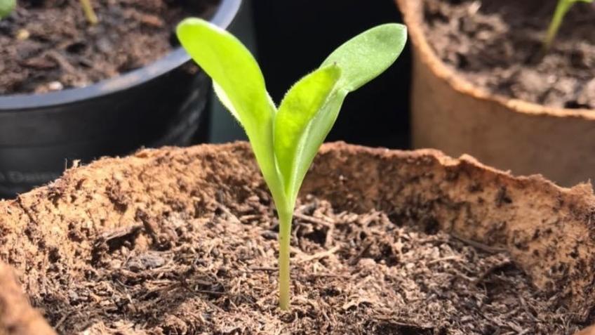 'Get Growing in Wymering' community garden