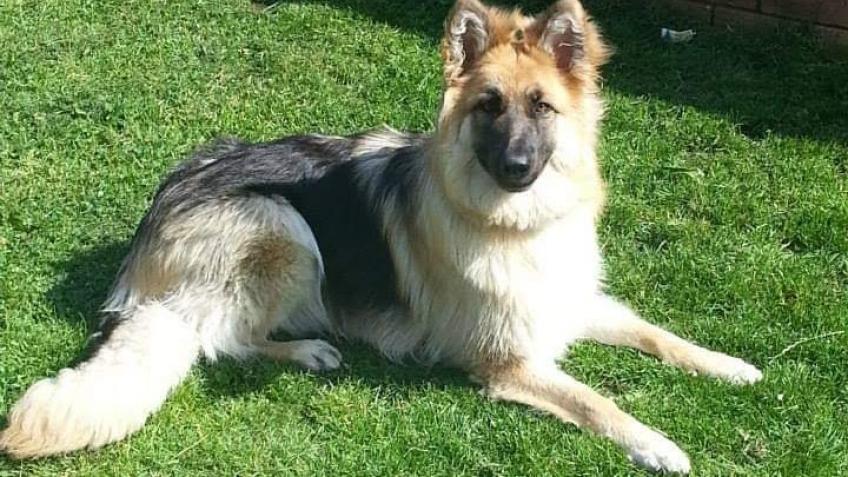 Dog Chemotherapy