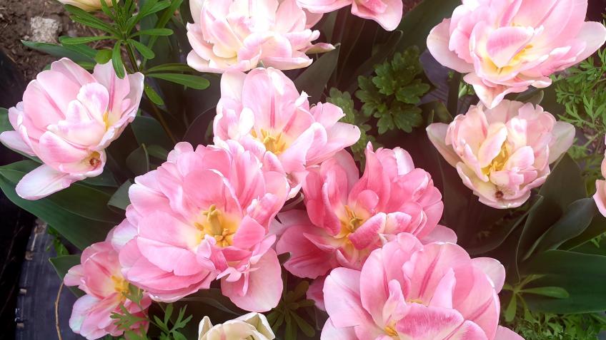 'Flowers for Life'