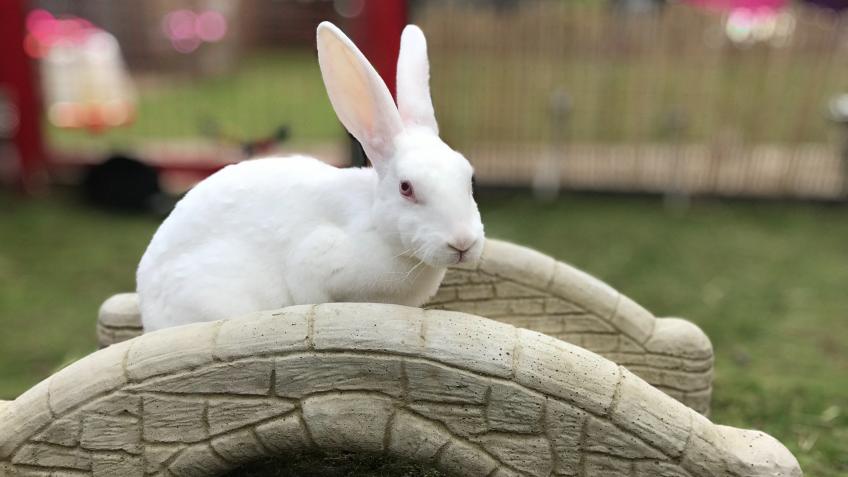 Bunny Buddies forever home rabbit rescue/sanctuary - a Personal Causes  crowdfunding project in Chepstow by Livvie