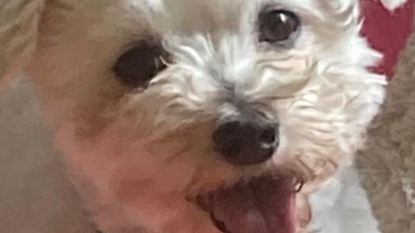Rescued from neglect, Poppy needs some teeth out