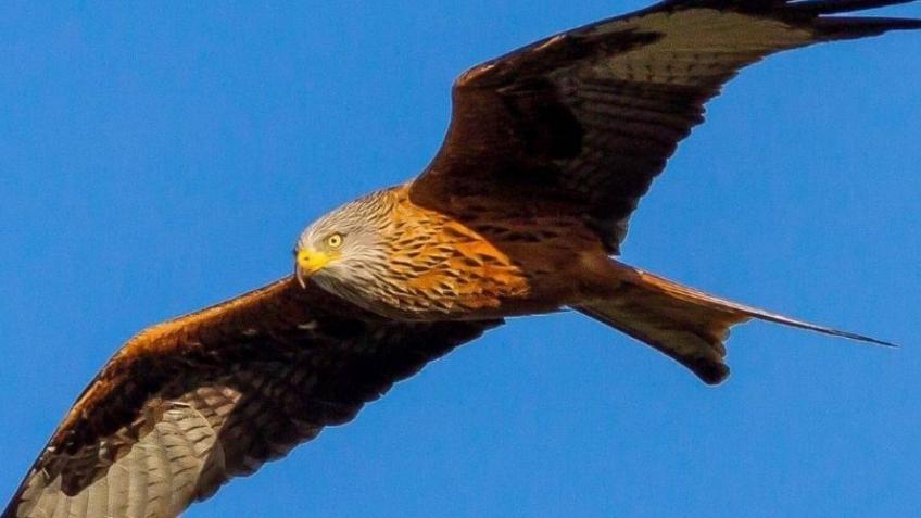 Campaign to Stop the feeding of Red Kites