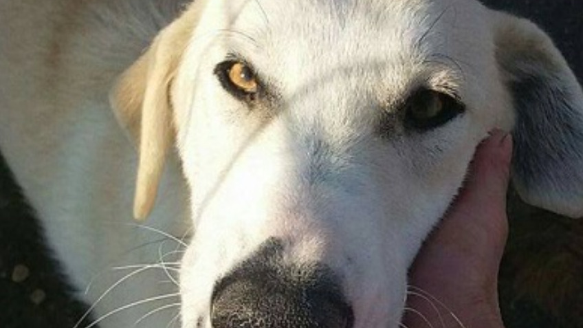 Bring Vilma to the UK from Romania