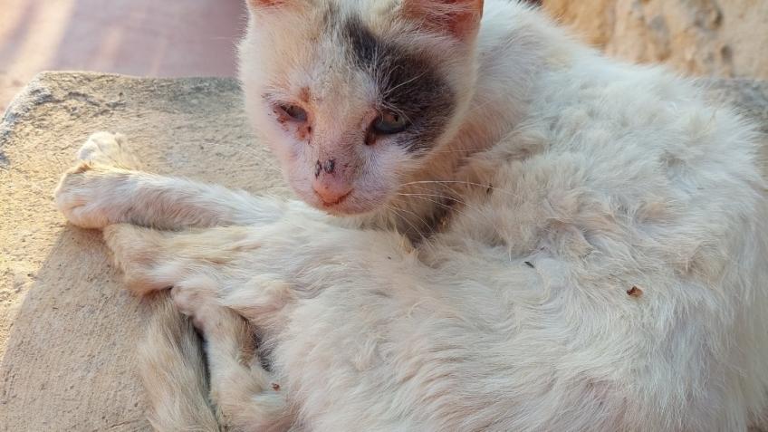 Save stray kitten. From Crete to the UK please
