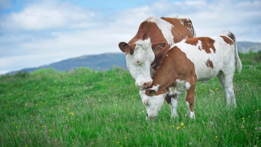 A Dairy Story