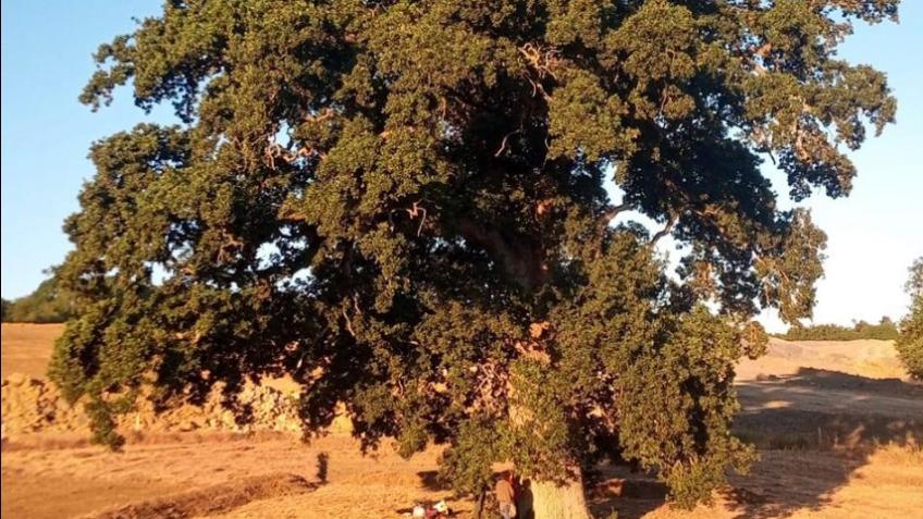 Queen Camel Oak Fighting Funds