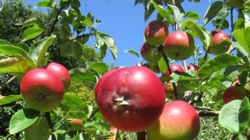 Redruth Orchard Project