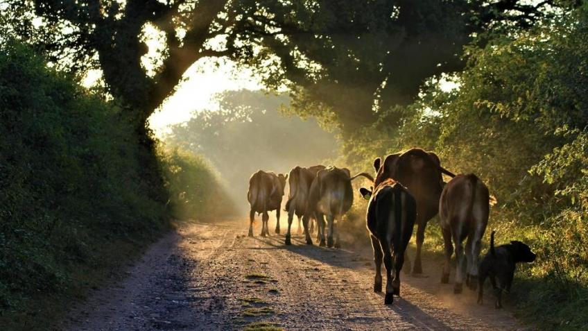 Support THE CALF AT FOOT DAIRY school
