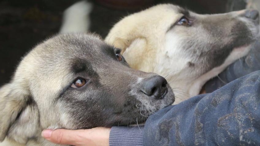 Koycegiz Dog Shelter in Turkey