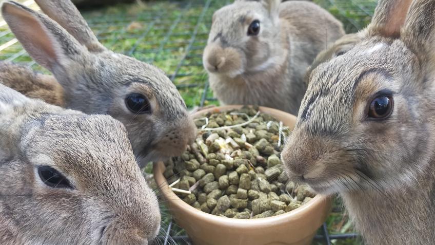 Improve our wildlife hospital