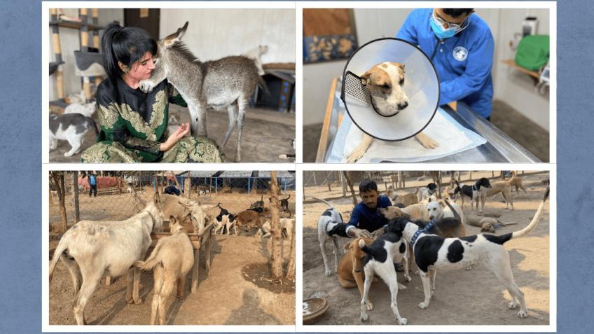 Tahira Animal Welfare Foundation
