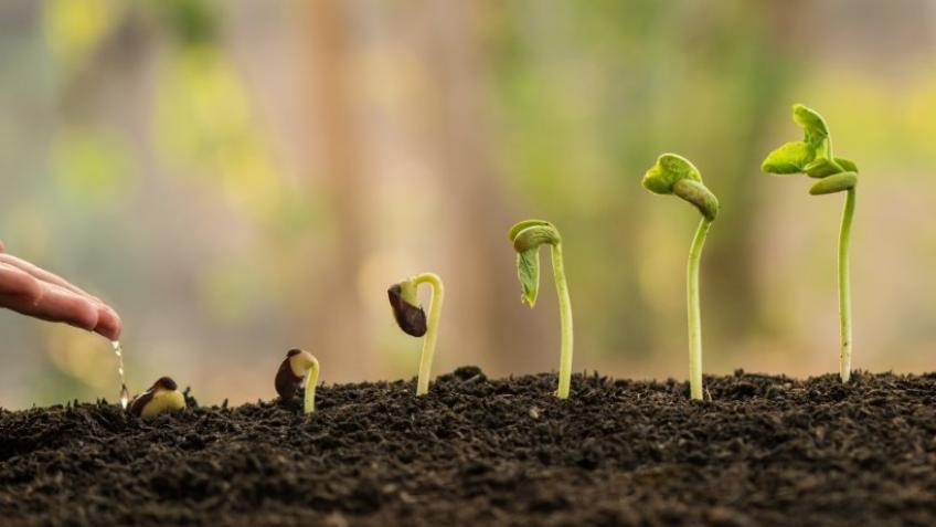 Growing from the Inside- Seeding Hope