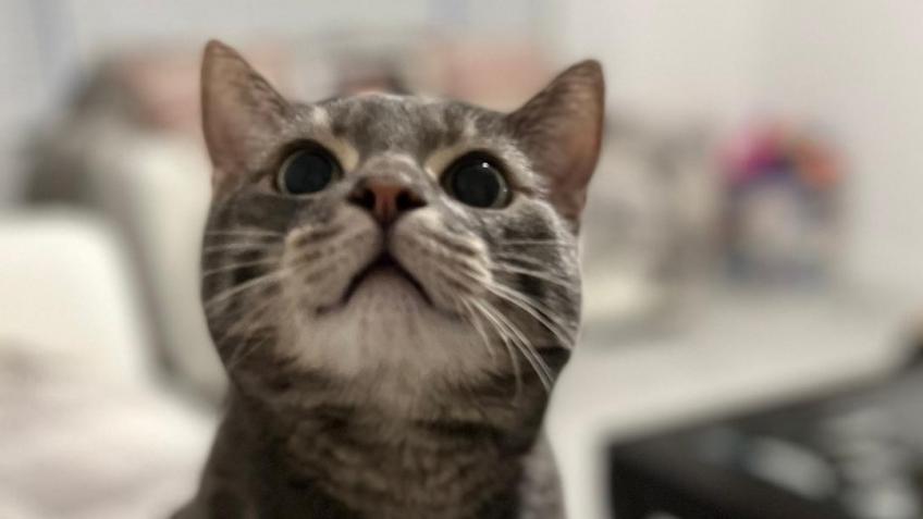 Help my beloved cat buzz to get buried