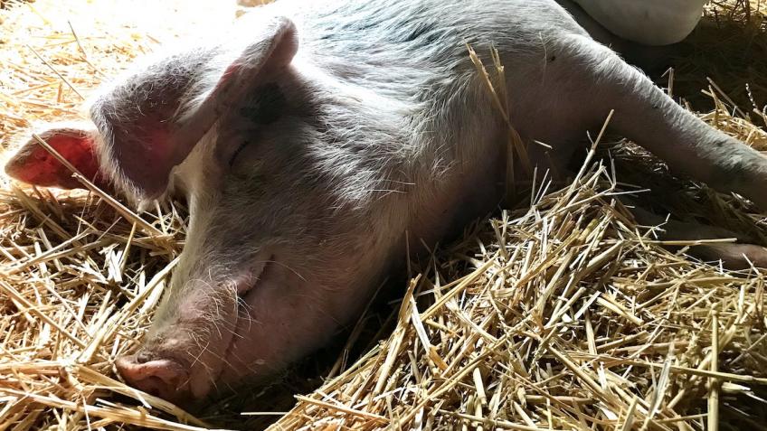 Help Babe the Pig and his sanctuary