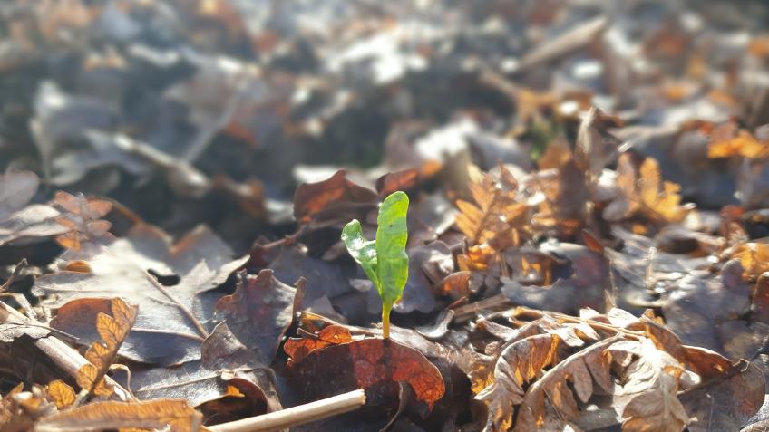 Start-up fund for Farncombe Community Garden