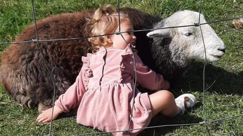 SHEEP AHOY AKA OLI'S GANG