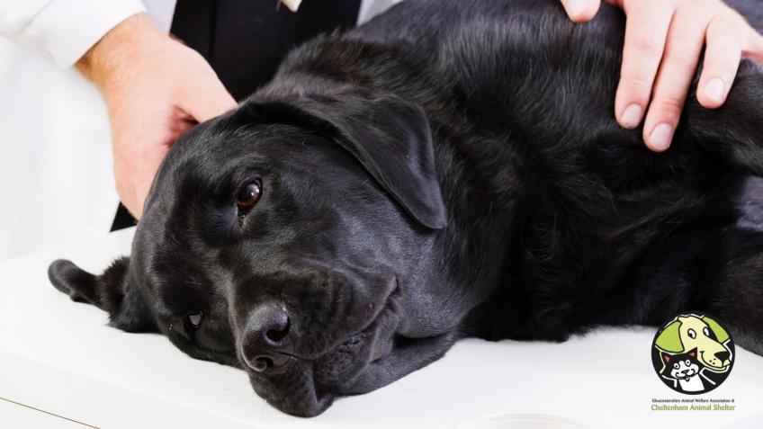 People and their pets in crisis