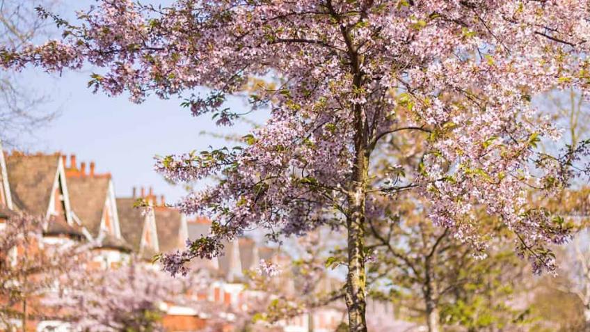 Hawarden Grove Tree Fund