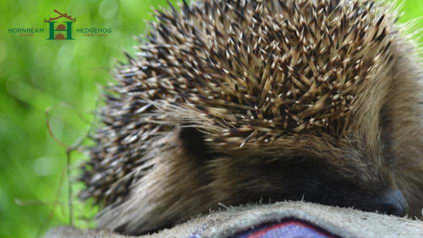 HORNBEAM WOOD HEDGEHOG SANCTUARY