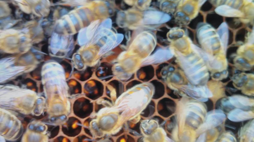 Penzance Bee Keeping