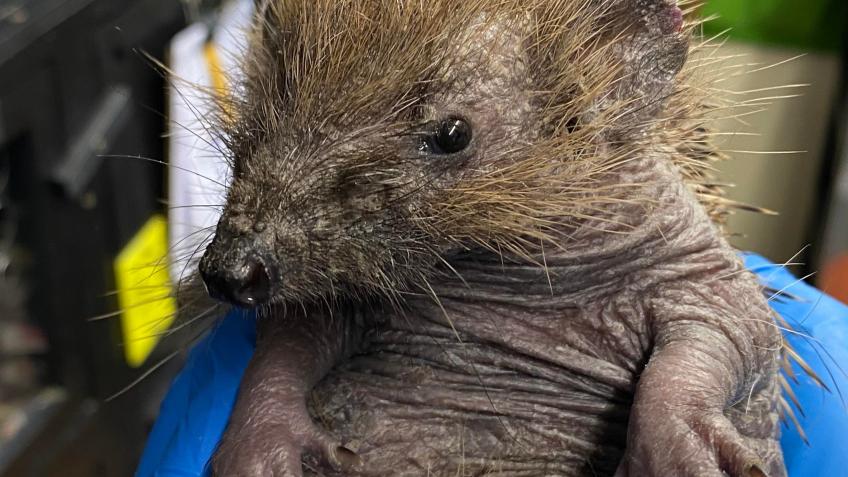 Prickles in a Pickle
