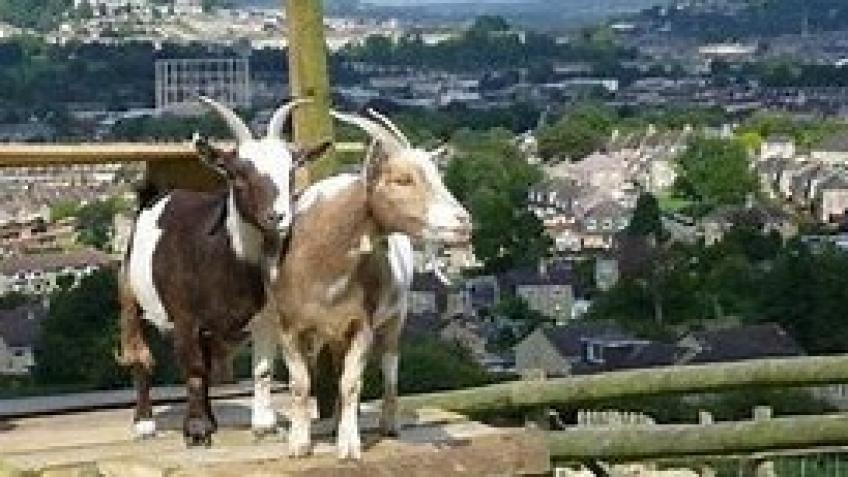 Sponsored Walk to Talk to the Animals