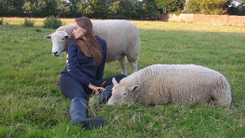 Give Sheep Ahoy a Home