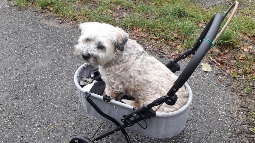 Veterinary funds for much loved dog, Marley.